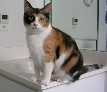 tickles on sink